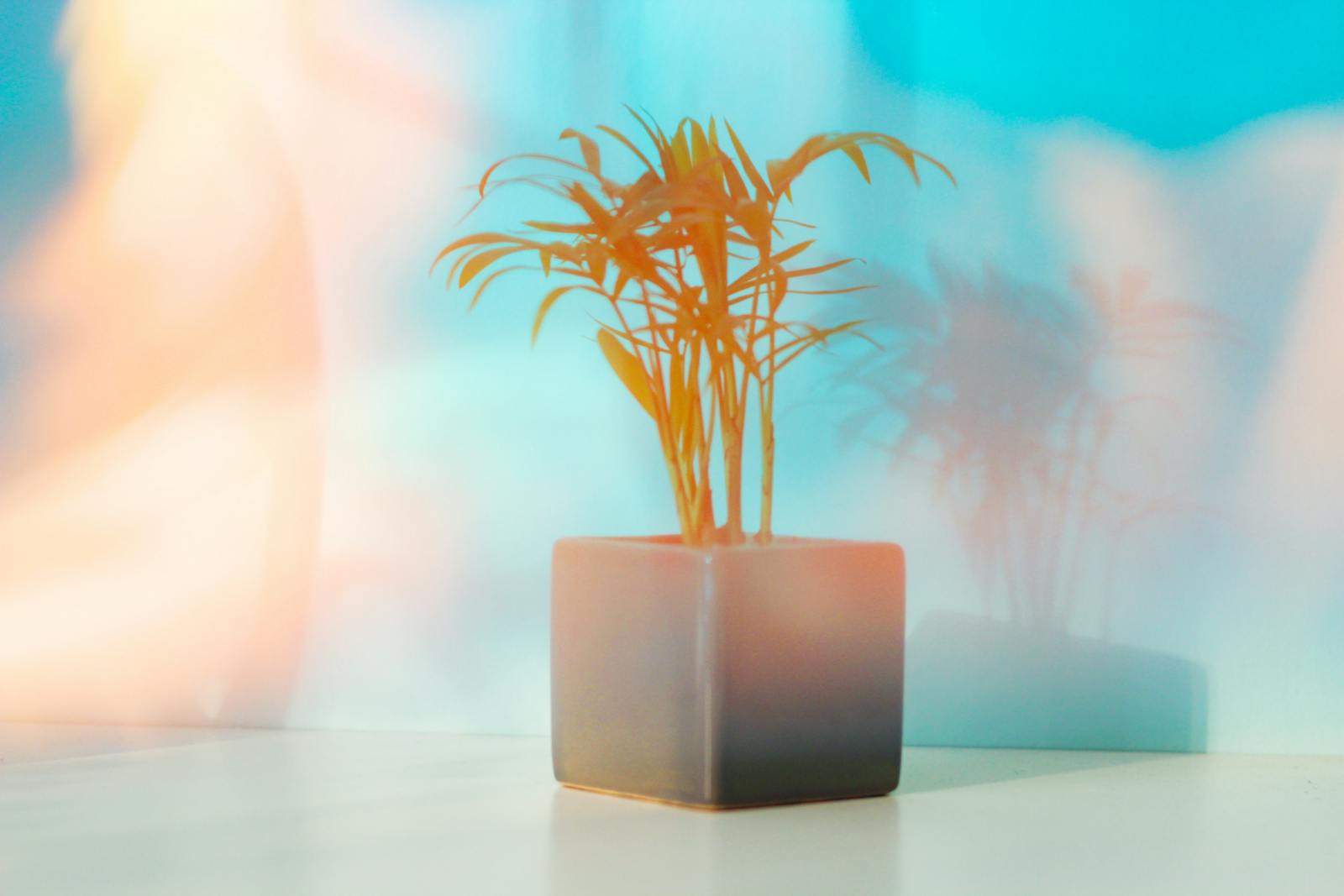 Mur de pierres sèches et volet bleu fané